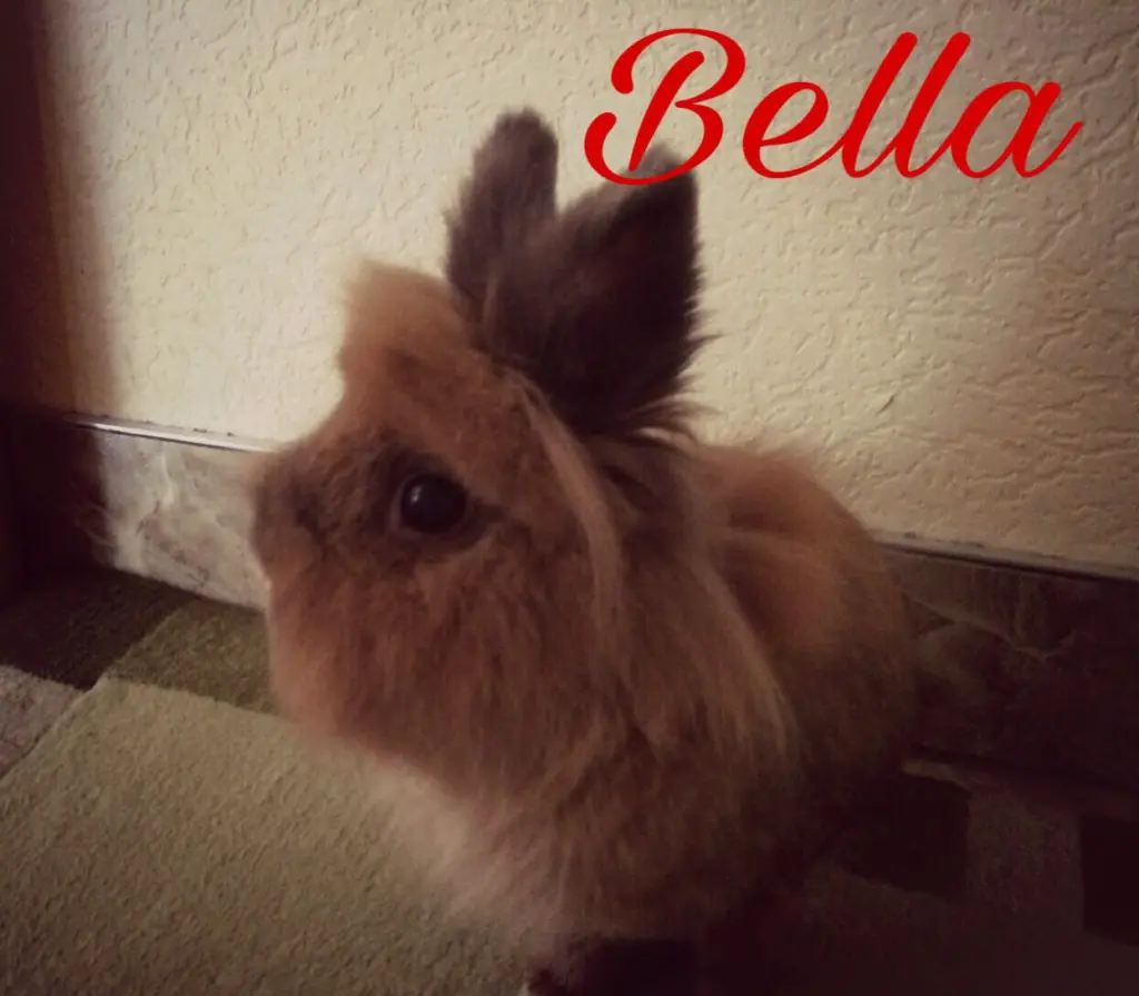 Image from Bella