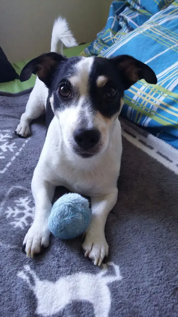 Bild von Lucky