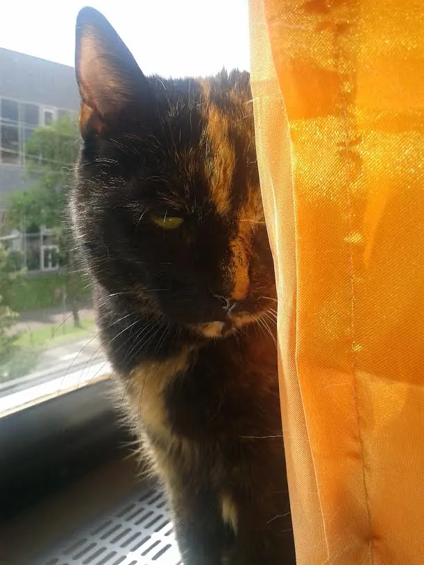 Image from Gismo