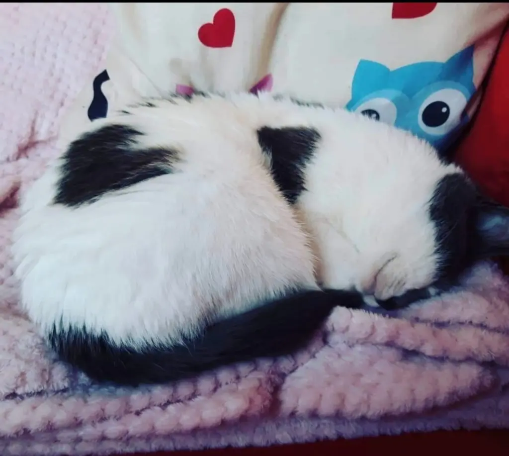 Image from Kitty