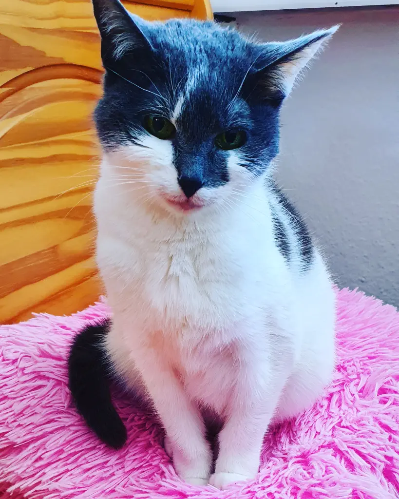 Image from Kitty