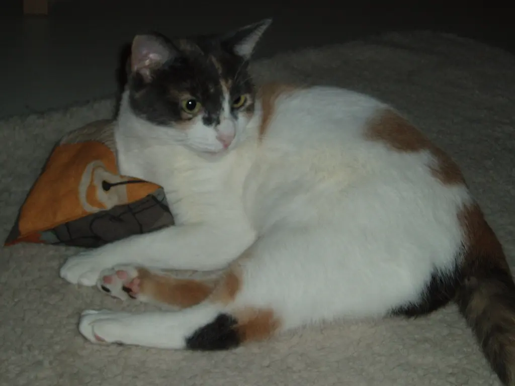 Condolence image of Karina