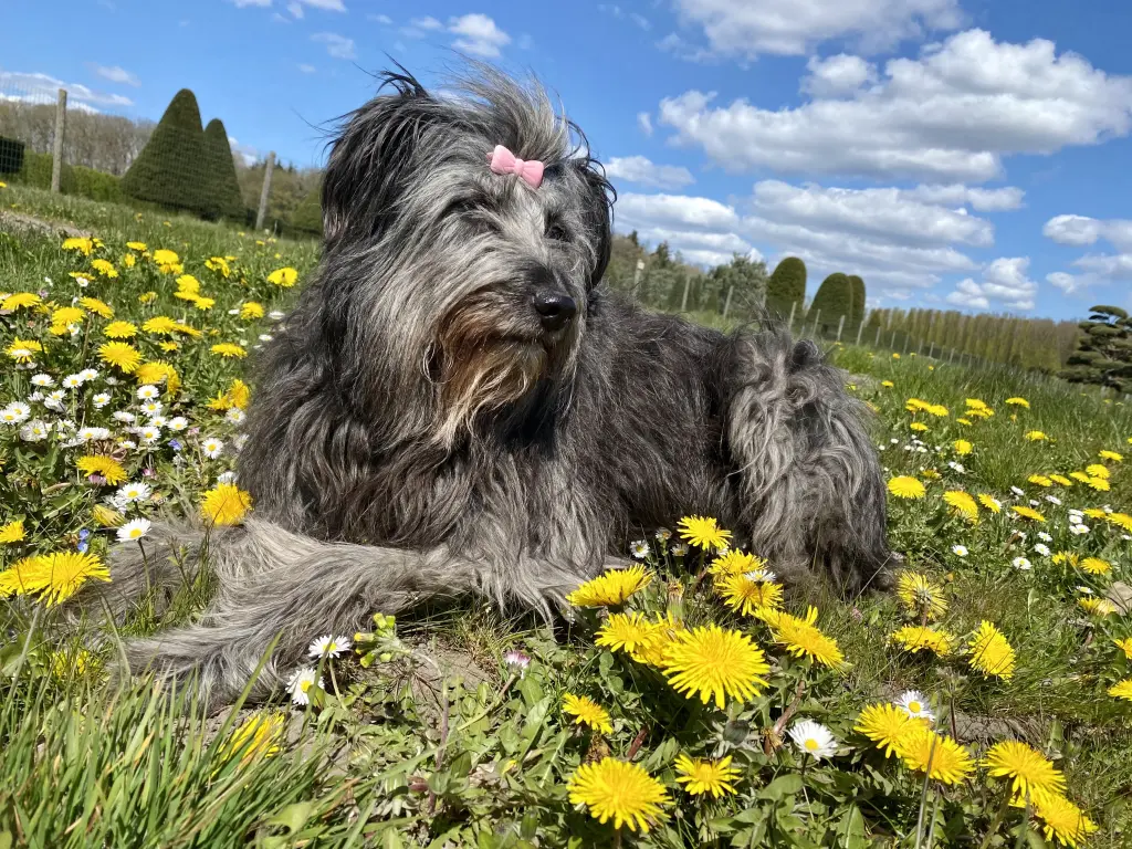 Image from Pepper
