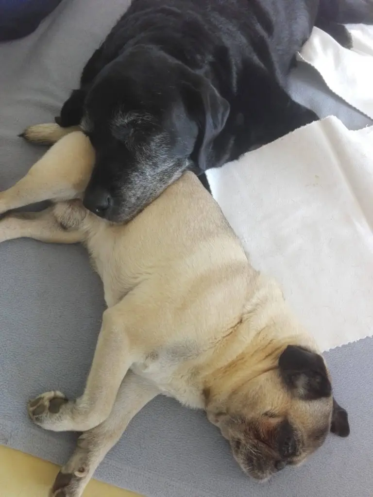 Condolence image of Marion mit Chicca, Kira und Bandit für immer im ❤️