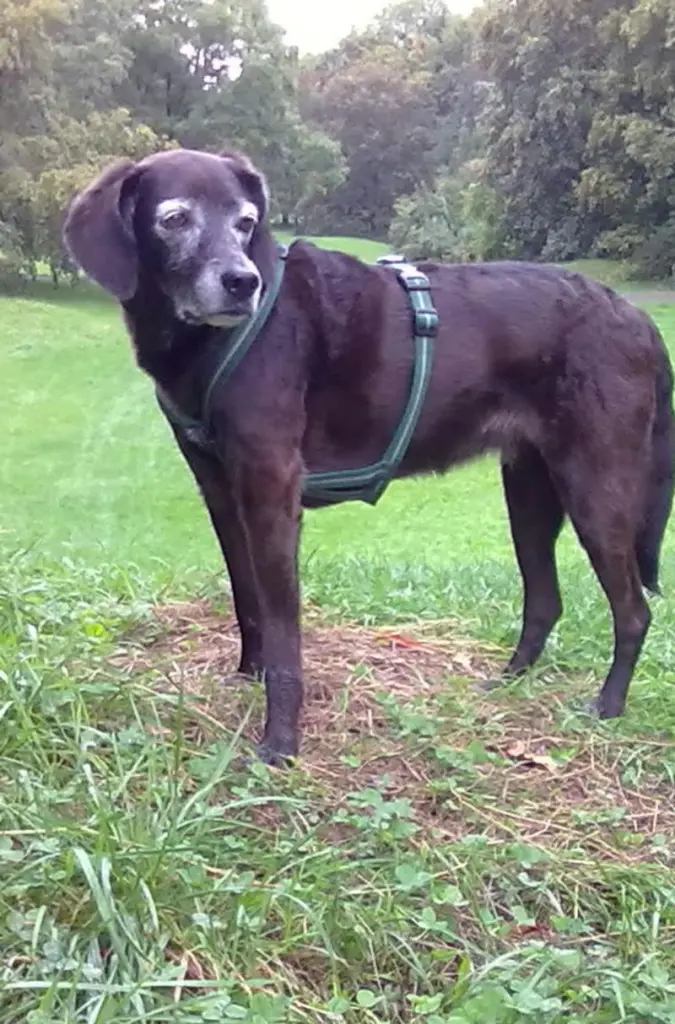 Andachtsbild von Erika