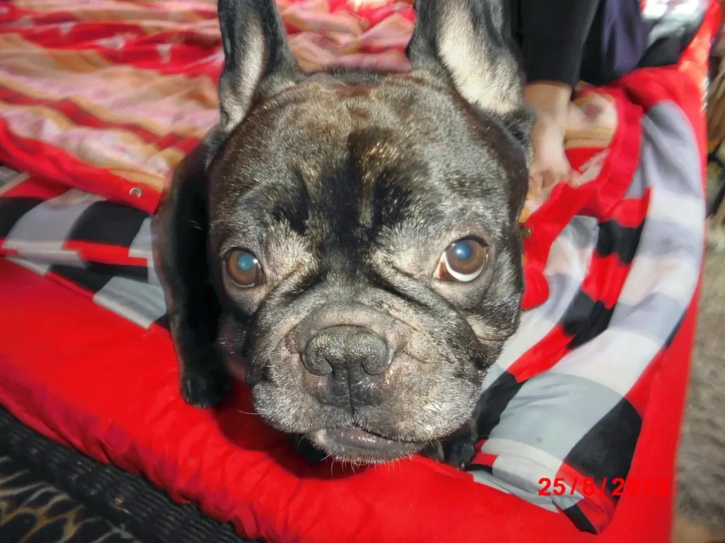 Andachtsbild von Dominique  Hellwing 