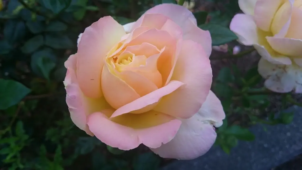 Condolence image of Tanja