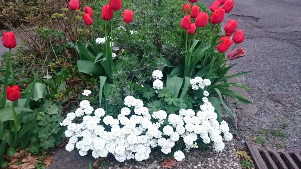 Condolence image of Tanja