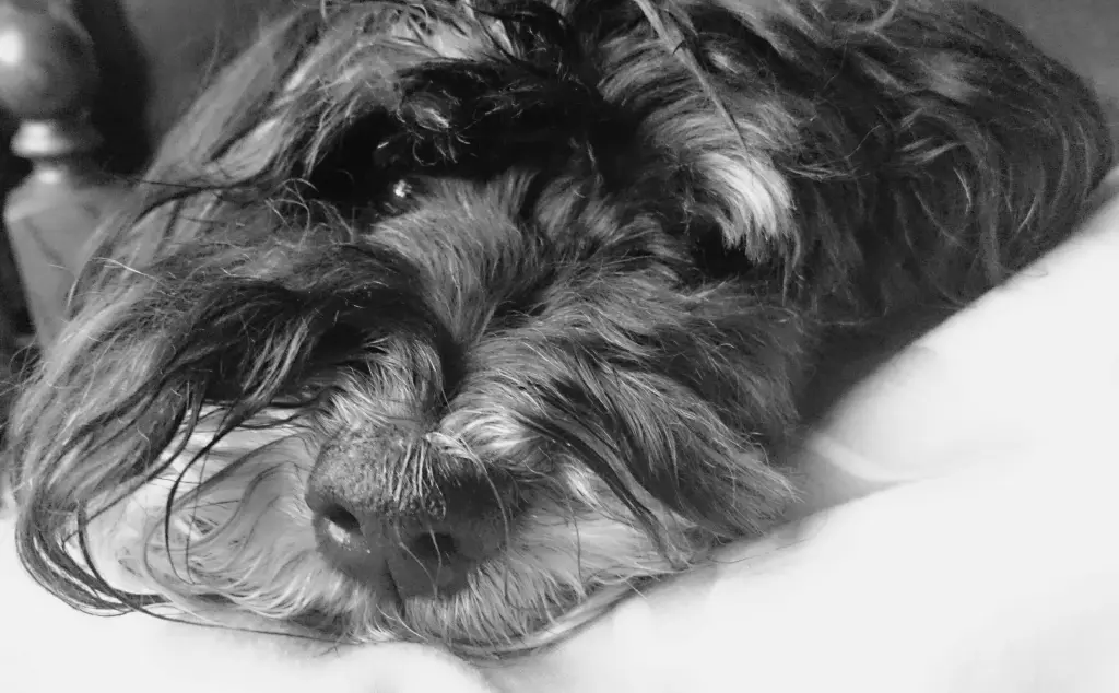 Condolence image of Tanja