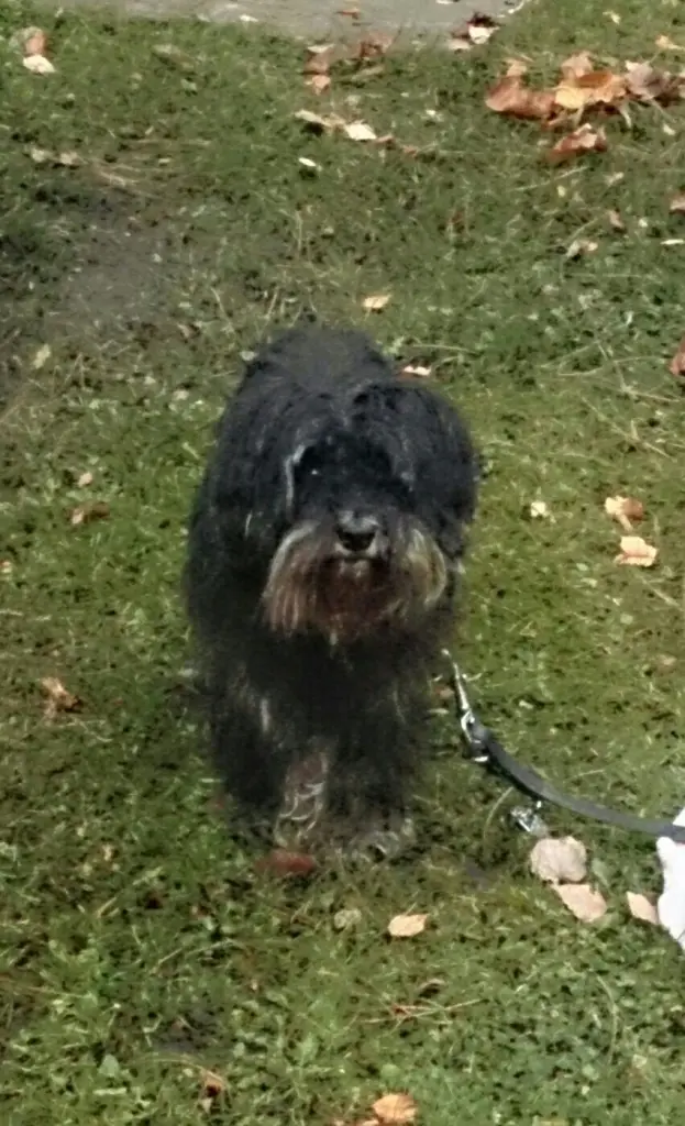 Condolence image of Tanja