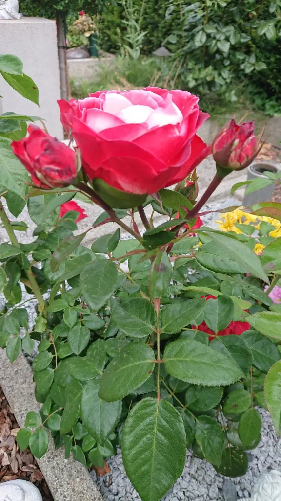 Condolence image of Tanja