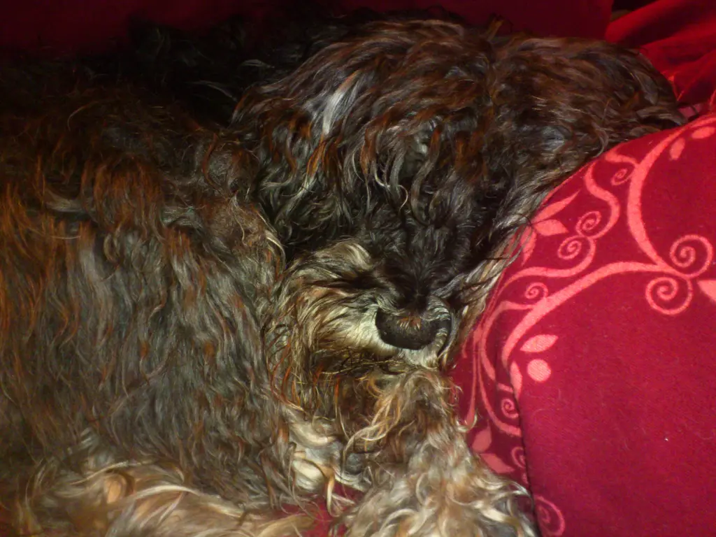 Condolence image of Tanja
