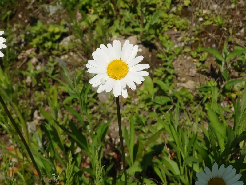 Condolence image of Tanja