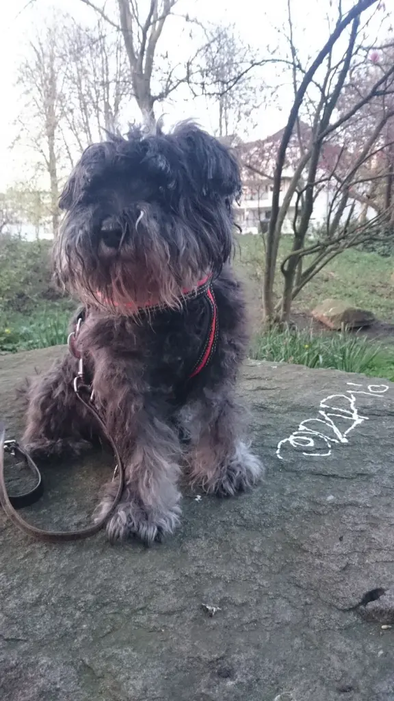 Condolence image of Tanja