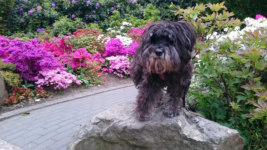 Condolence image of Tanja