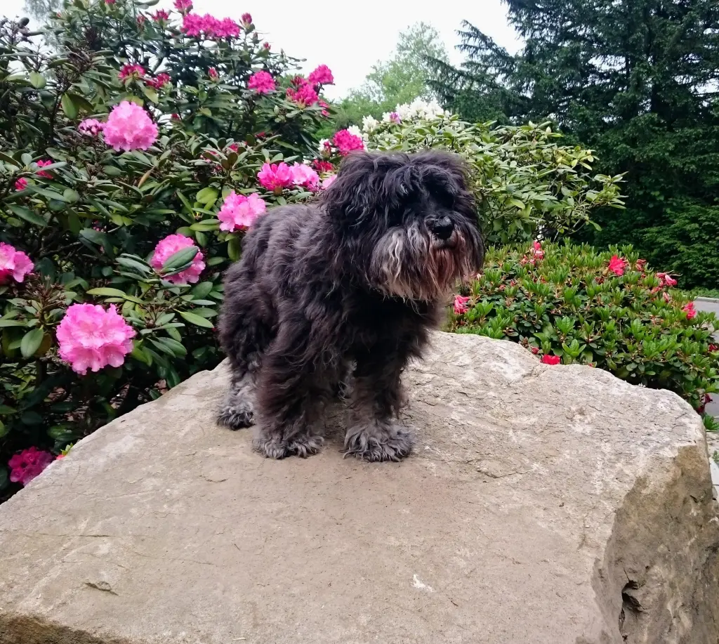 Condolence image of Tanja 