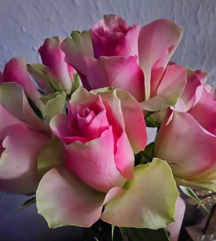 Condolence image of Tanja