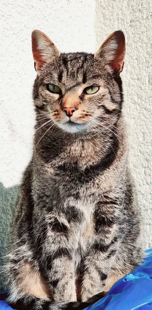 Condolence image of Ramona