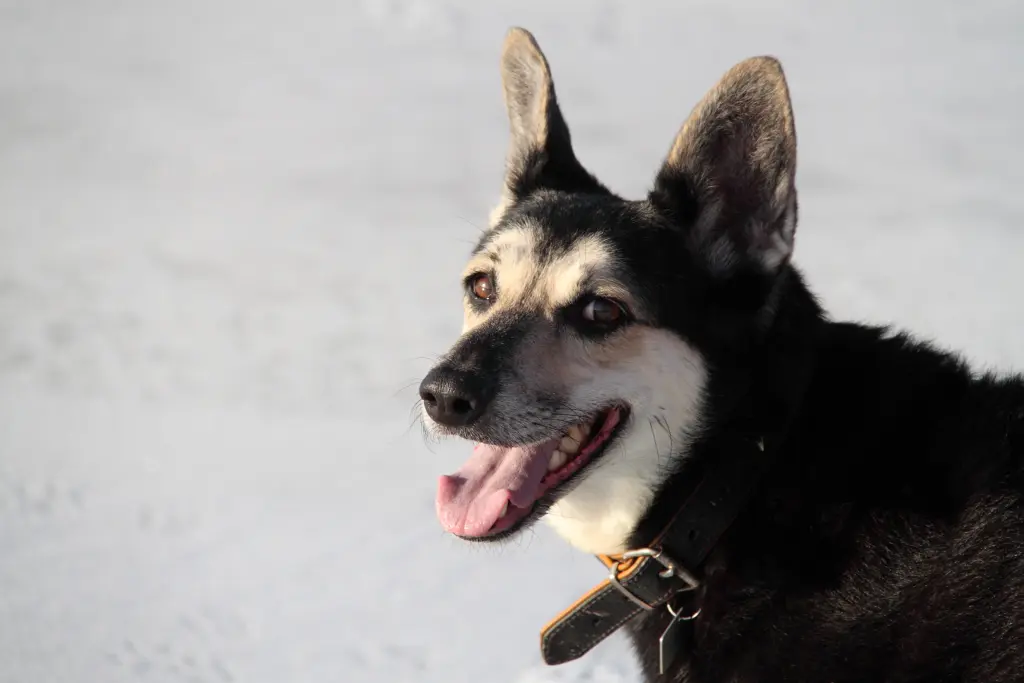 Andachtsbild von Unbekannt