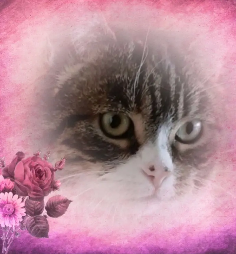 Condolence image of Andrea mit Mausi im Herzen