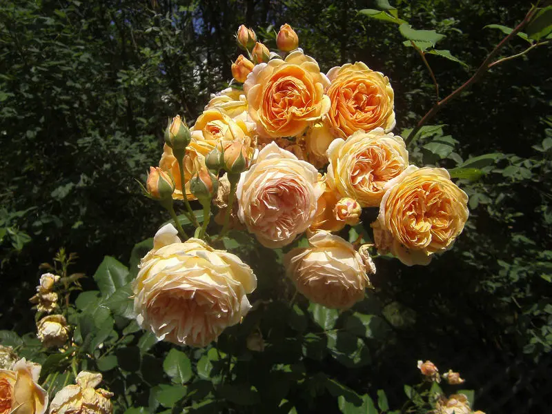 Condolence image of Susanne