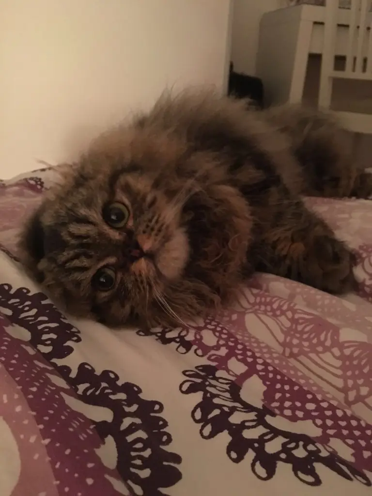 Image from Simba