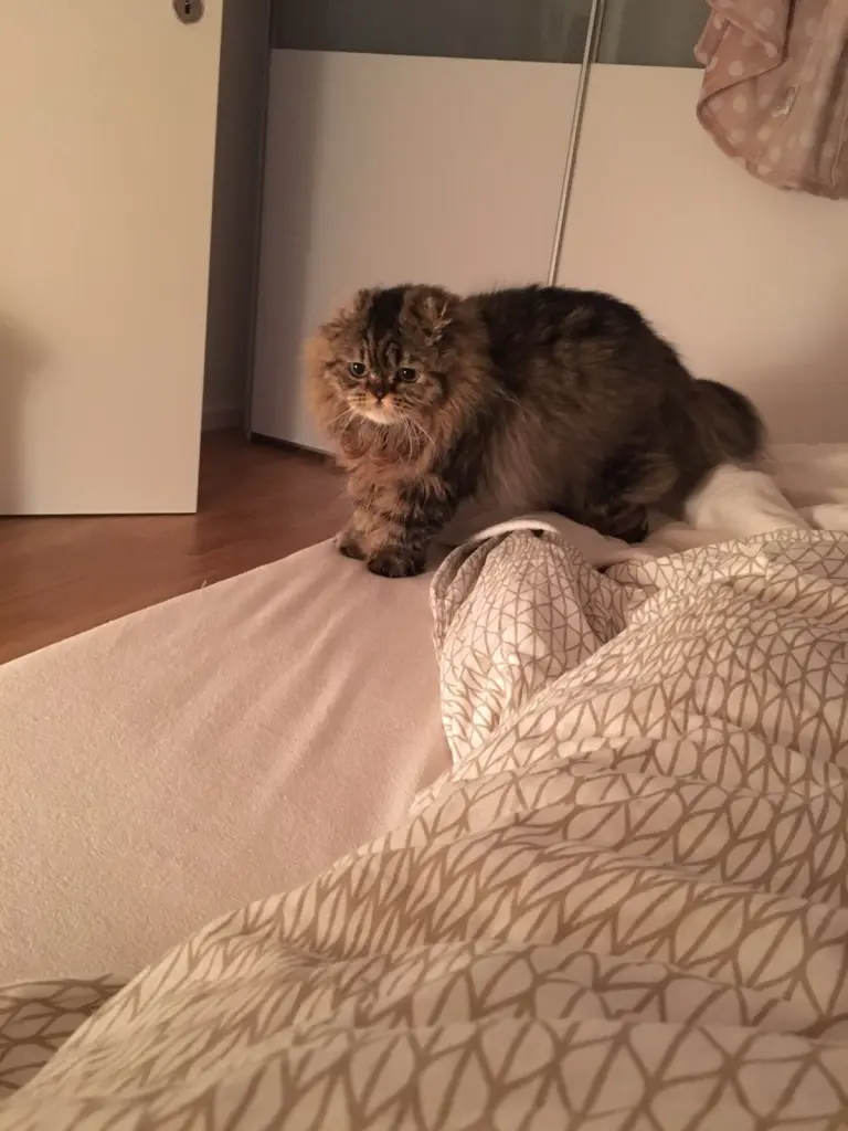 Image from Simba