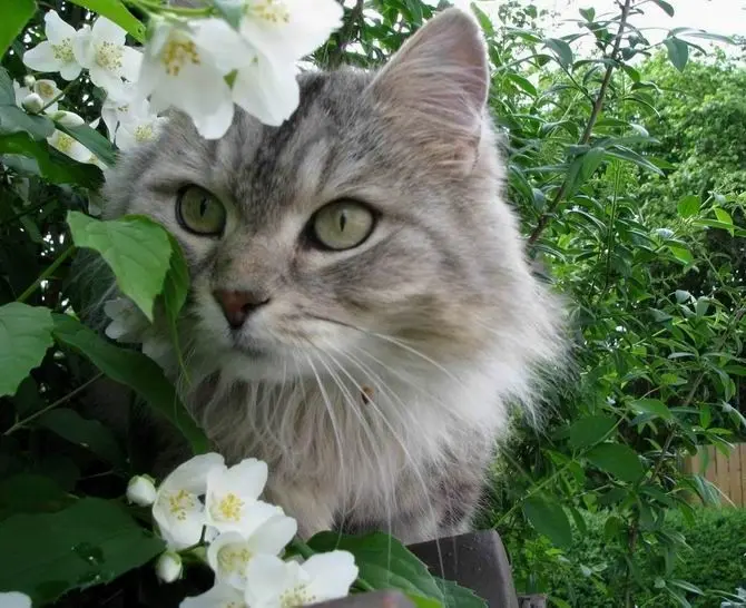 Image from Grizabella ("Griza")