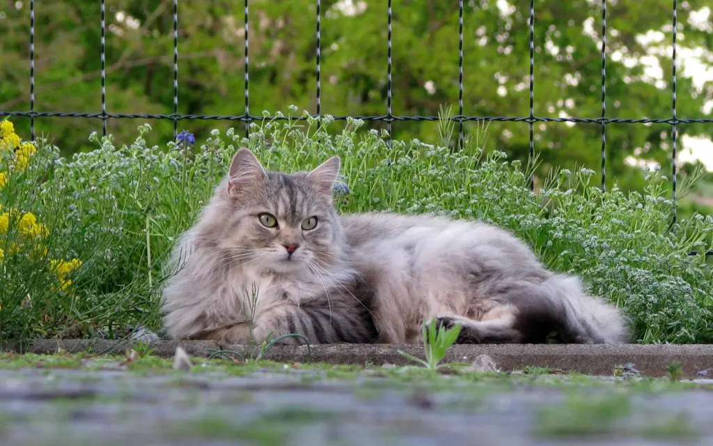 Image from Grizabella ("Griza")