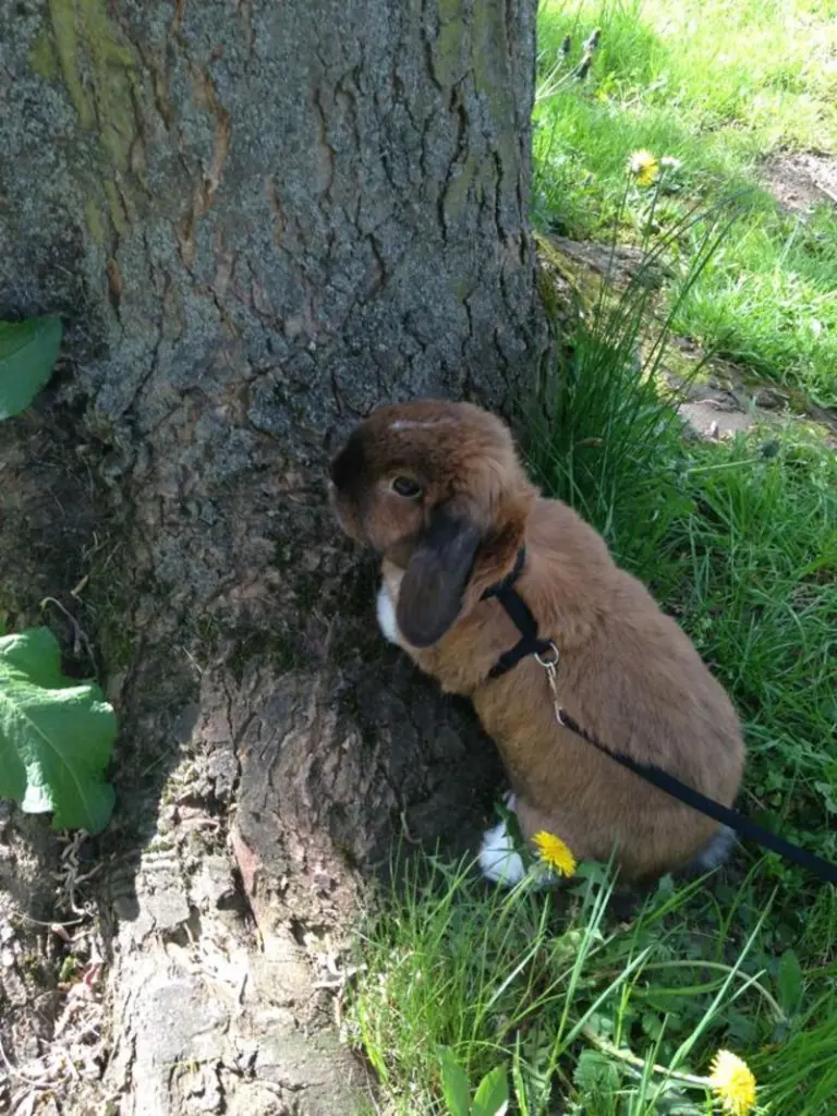 Andachtsbild von Andrea mit Schnuffi tief im ❤