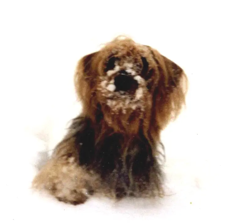 Image from Barney