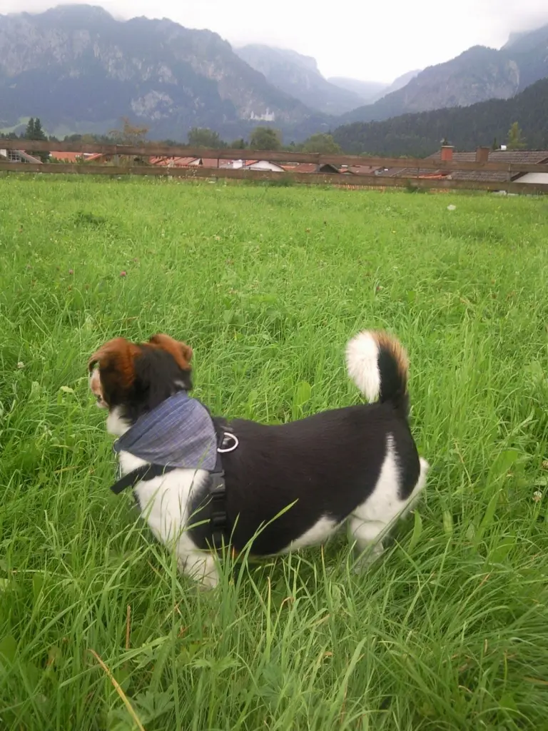 Image from Rambo