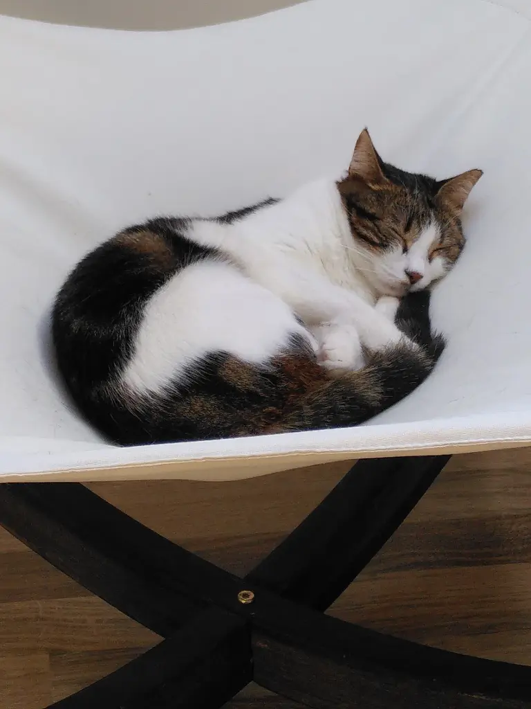 Bild von Tilly