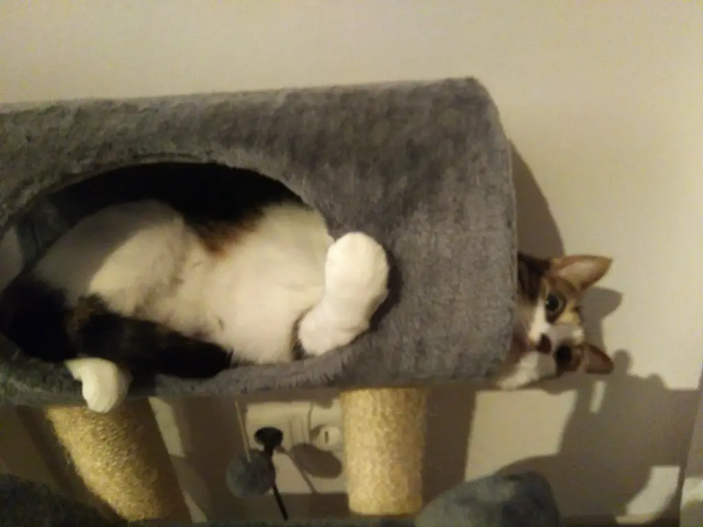 Bild von Tilly