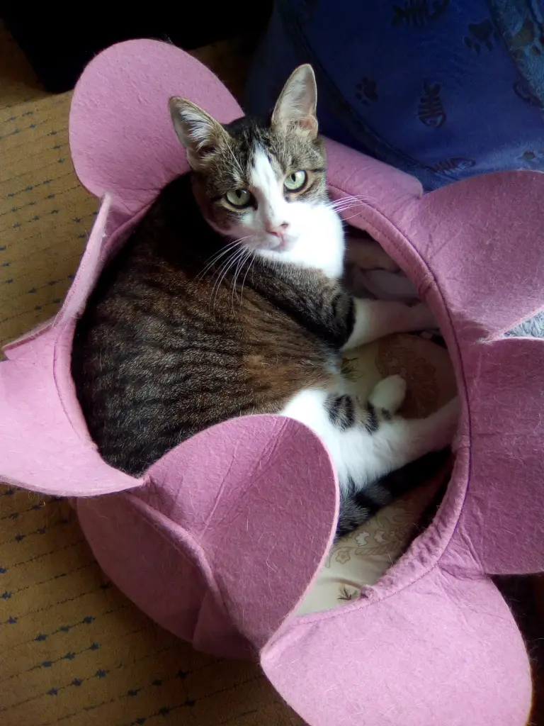 Image from Cleo