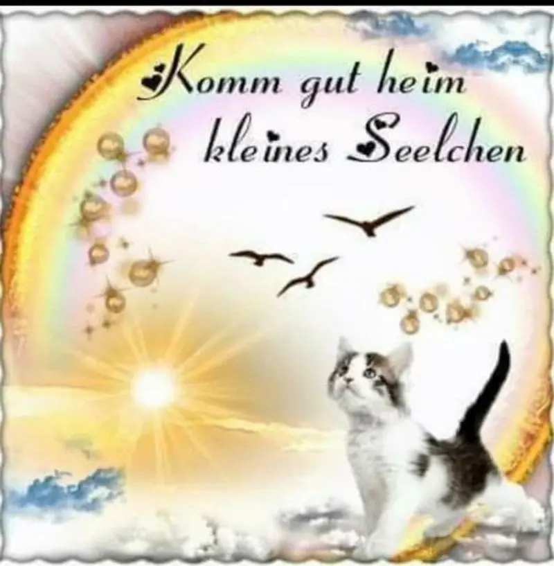 Condolence image of Katrin und Katzi im ❤️
