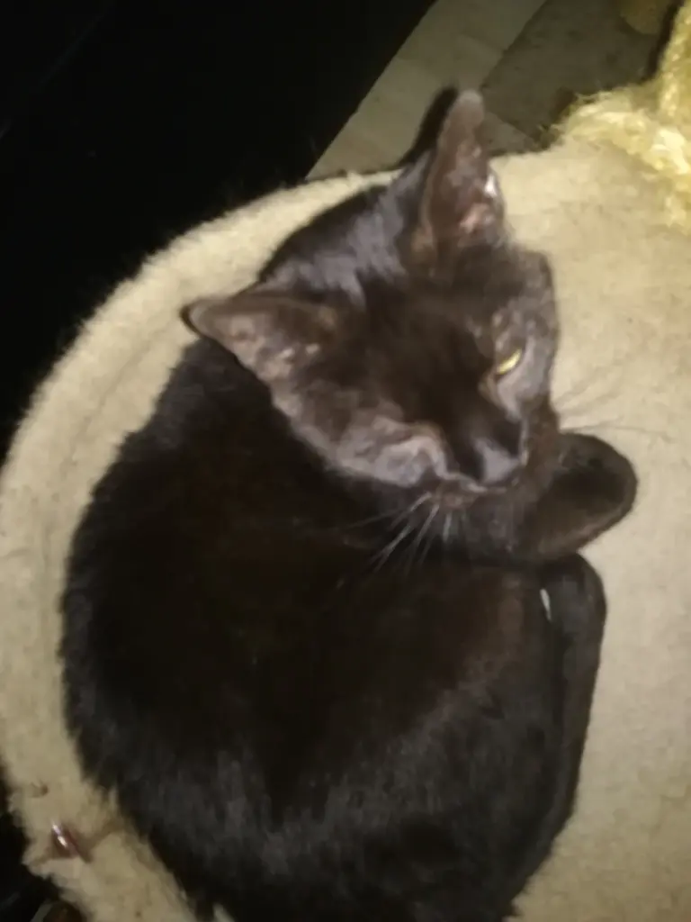 Image from Kimba