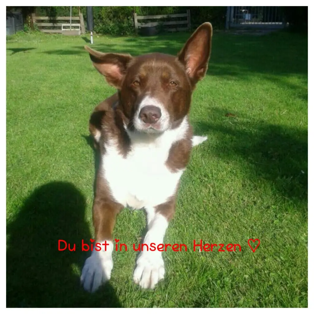 Image from Aika