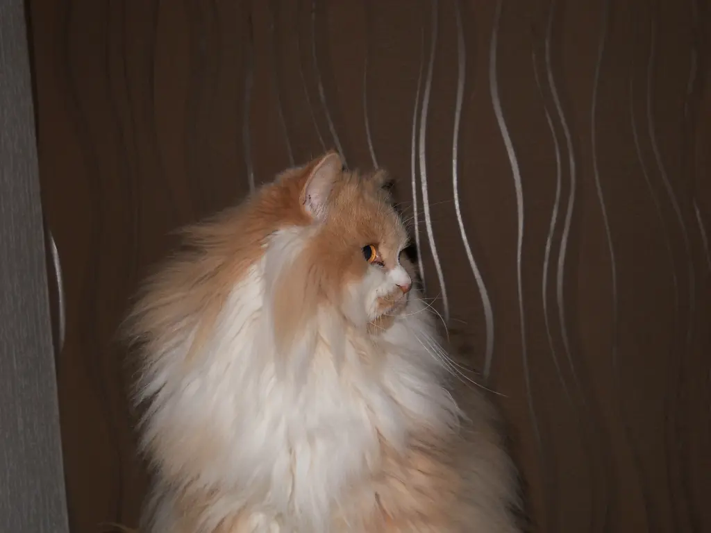Image from Leo