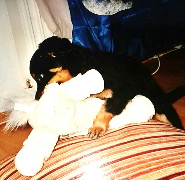 Condolence image of Niklas