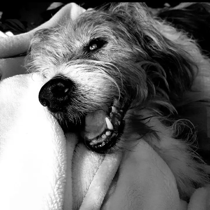 Image from Fido