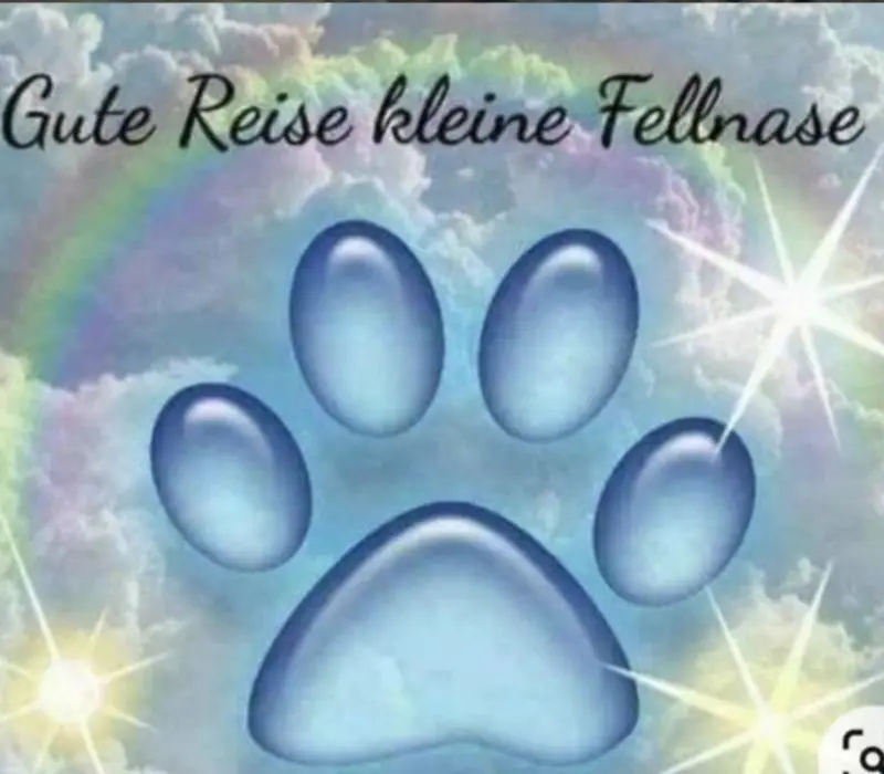 Condolence image of Andrea mit Mausi im Herzen