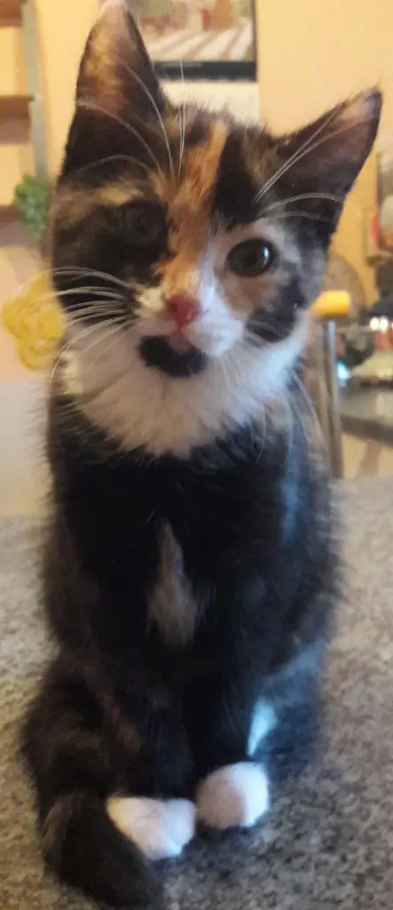 Bild von Tiffy