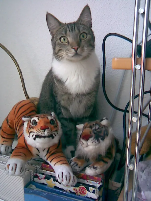 Image from Garfield