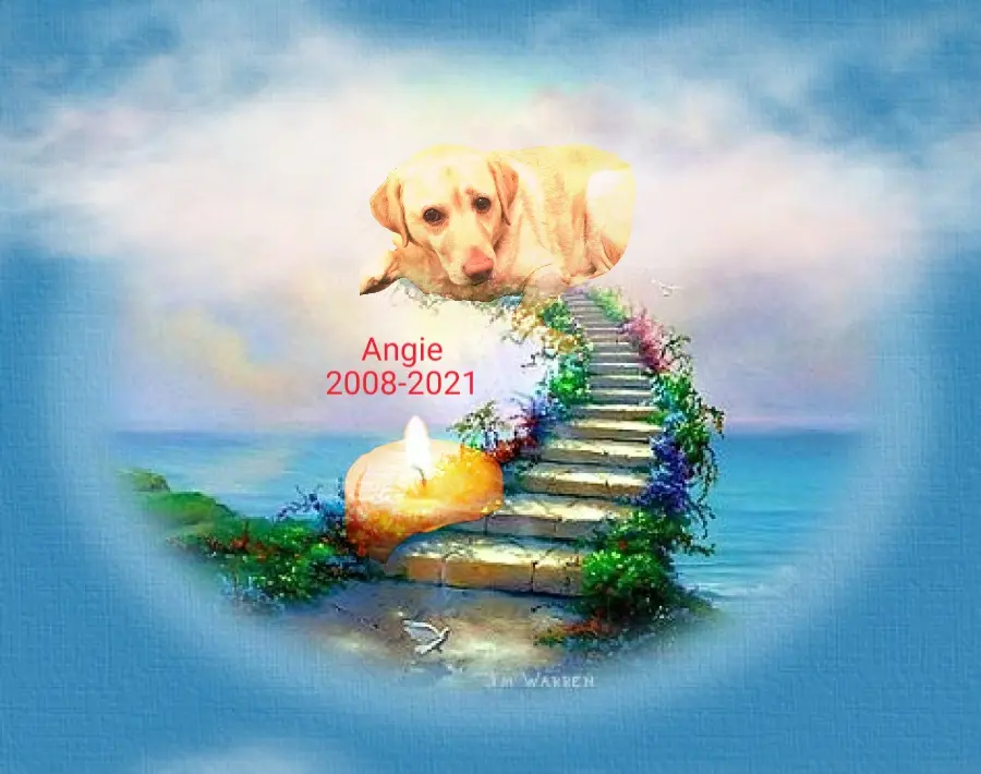 Image from Angie