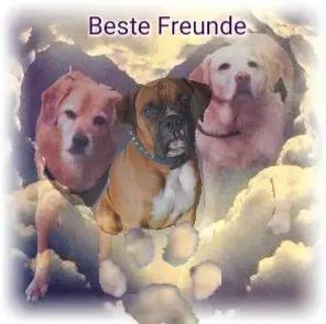 Image from Angie