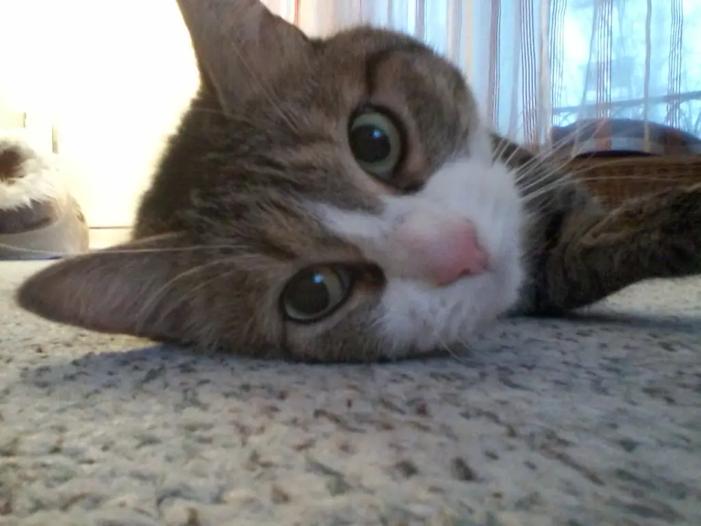 Image from Nelly