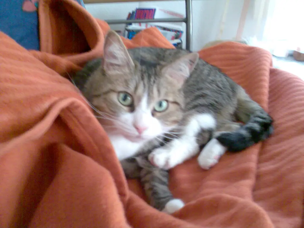 Image from Nelly