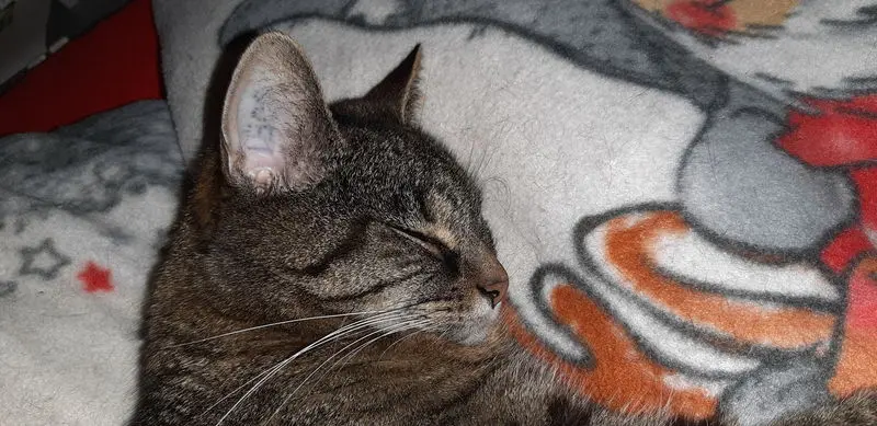 Condolence image of Melanie