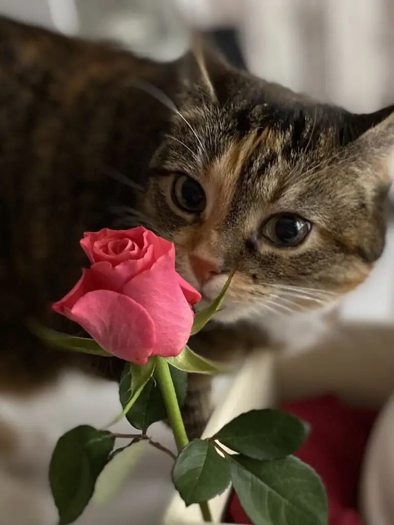 Condolence image of Kerstin